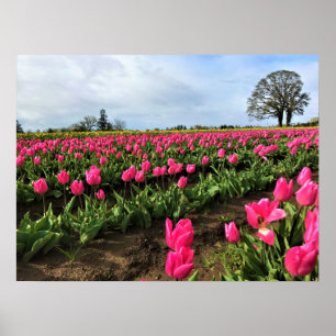 Póster Campo de tulipanes rosados, Oregón