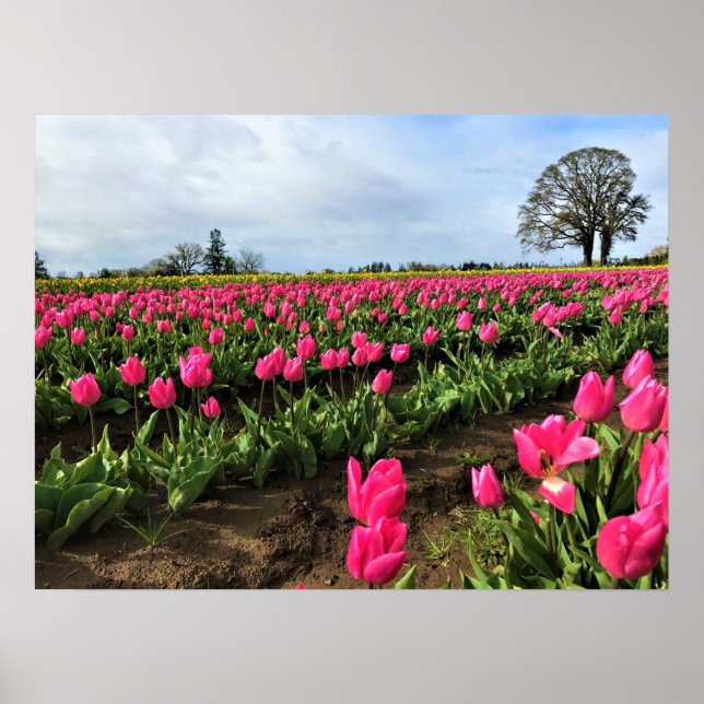 Póster Campo de tulipanes rosados, Oregón (Frente)