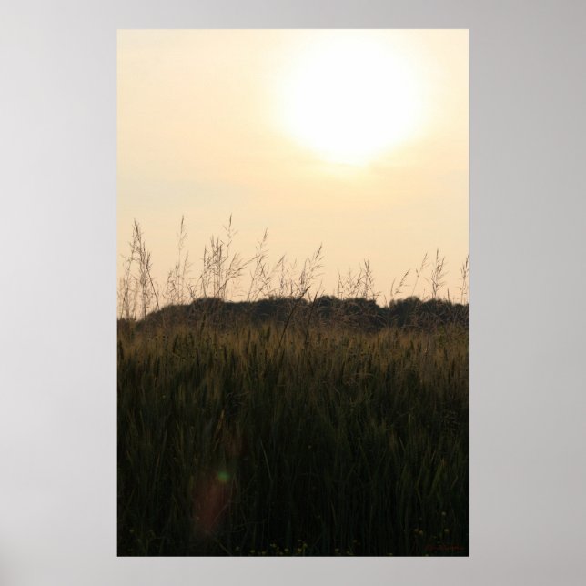 Póster Campo de verano (Frente)