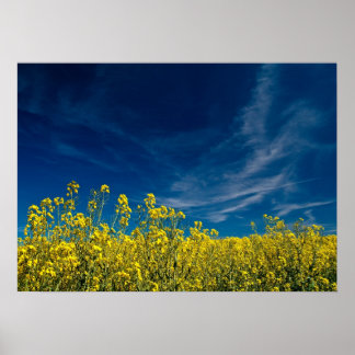 Póster Campo de violación amarillo con cielo azul