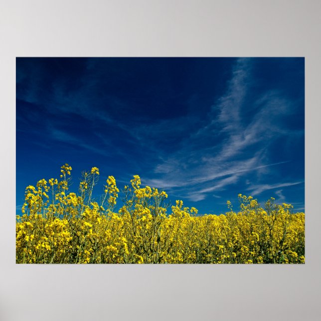Póster Campo de violación amarillo con cielo azul (Frente)