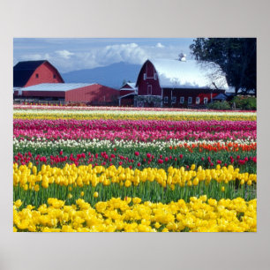 Póster Campo de visualización Tulip