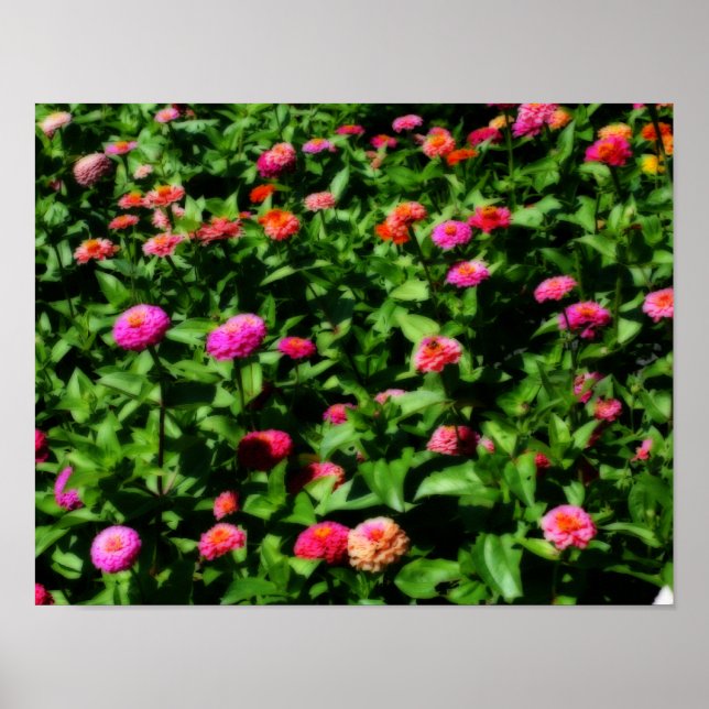 Póster Campo De Zinnias Flor Efecto Orton (Frente)