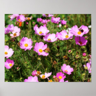 Póster Campo Del Efecto Orton De Flor De Cosmos Rosa