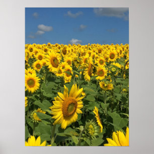 Póster Campo del girasol