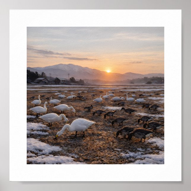 Póster Campo dorado de invierno con cisnes y gansos –  (Frente)