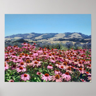 Póster Campo escénico de las flores de cono rosado