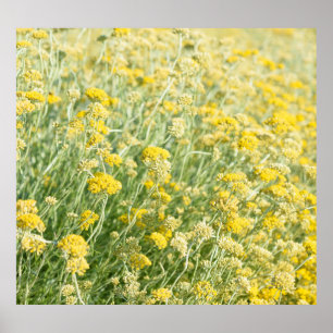 Póster Campo Helichrysum italicum, vista de cierre florec