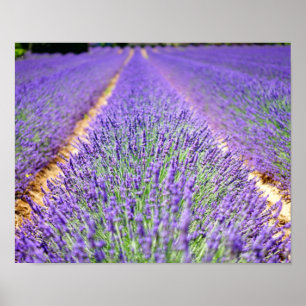 Póster Campo Lavender