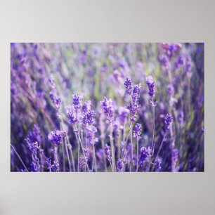 Póster Campo Lavender