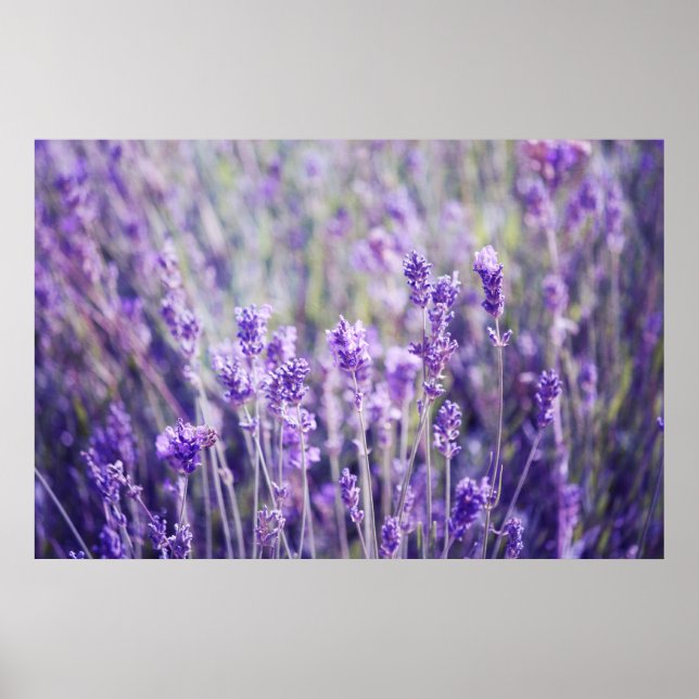 Póster Campo Lavender (Frente)