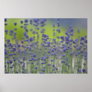 Póster Campo Lavender