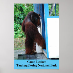 Póster Campo Leakey Tanjung que pone el parque nacional