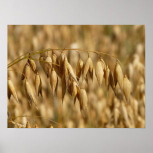 Póster Campo Oat