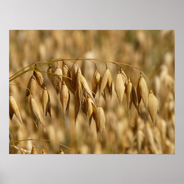 Póster Campo Oat (Frente)