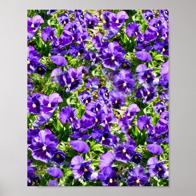 Póster Campo Púrpura Pansy, (Frente)