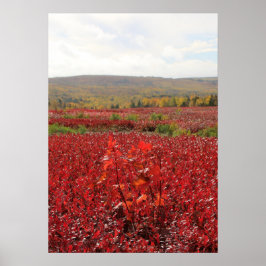 Póster Campo Rojo