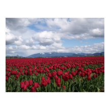 Campo Tulip Rojo