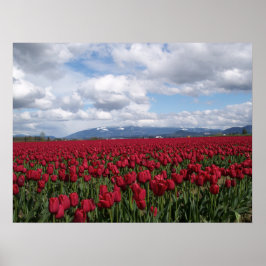 Póster Campo Tulip Rojo