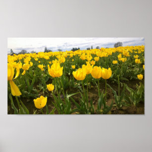 Póster Campo tulipán amarillo, Oregón