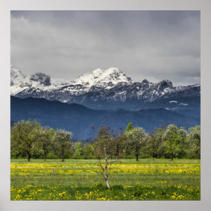 Póster Campo verde con alpes nevados