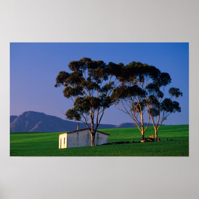 Póster Campos de algodón y trigo de los trabajadores agrí (Frente)