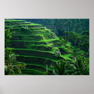 Póster Campos de arroz Bali Indonesia
