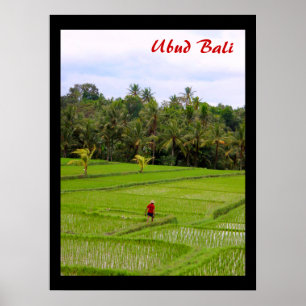 Póster Campos de arroz poster (18" x 24") Ubud Bali