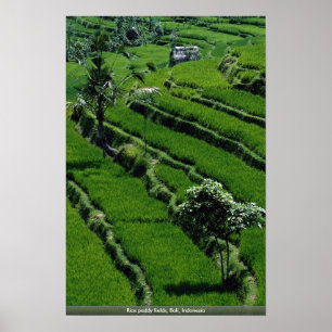 Póster Campos de arrozales de arroz, Bali, Indonesia