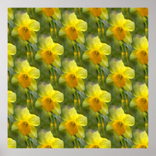 Póster Campos de Daffodils......