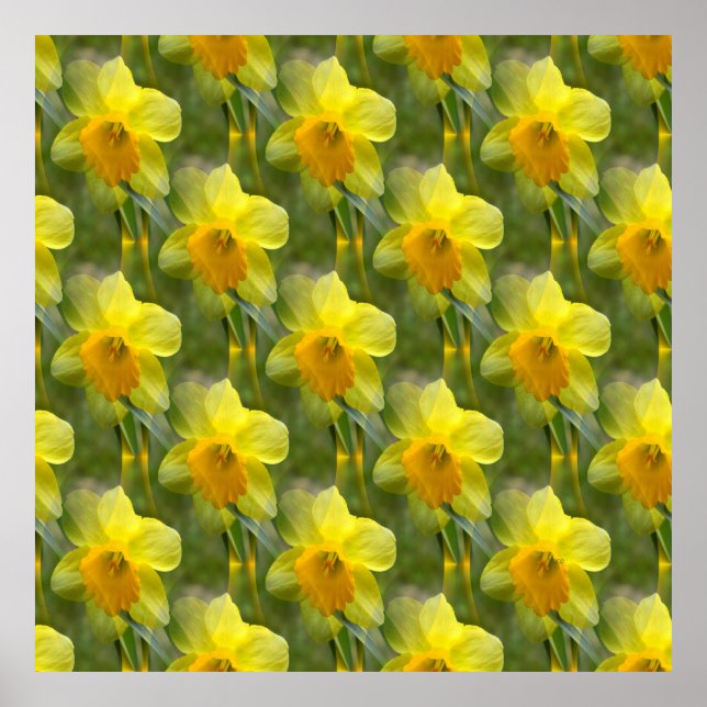 Póster Campos de Daffodils...... (Frente)