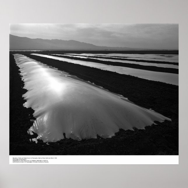 Póster Campos de fresa con cobertura de fumigación de plá (Frente)