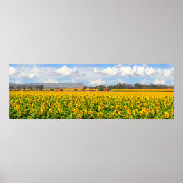 Póster Campos de girasol