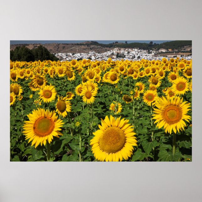 Póster Campos de girasol, ciudad de Bornos, colinas blanc (Frente)