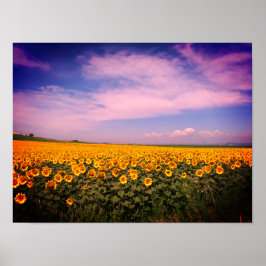 Póster Campos de girasol Poster coloreado