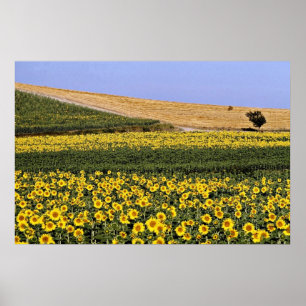 Póster Campos de girasol, Toscana, flores italianas