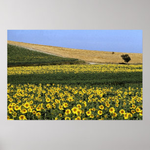 Póster Campos de girasol, Toscana, Italia