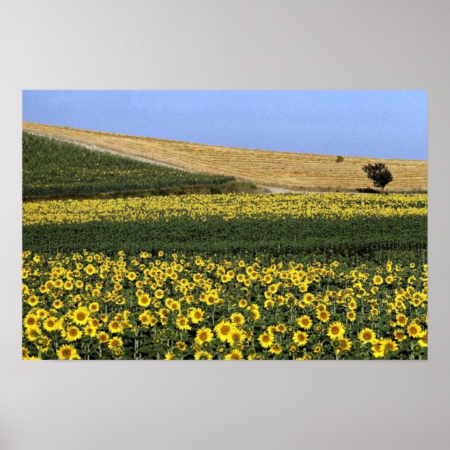 Póster Campos de girasol, Toscana, Italia (Frente)