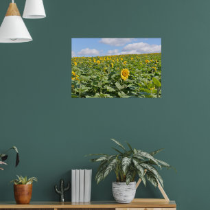Póster Campos de girasoles hermosos en día soleado