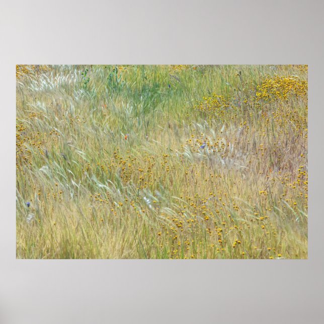 Póster Campos de Goldfields y hierba (Frente)