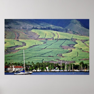 Póster Campos de la caña de azúcar - Lahaina, Maui