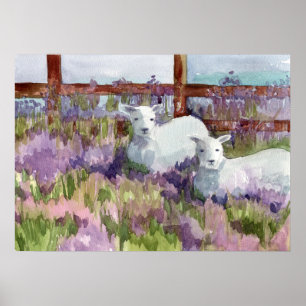 Póster Campos de lavanda de ovino Granja de pino animal