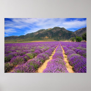 Póster Campos de lavanda para siempre