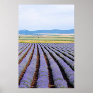 Póster Campos de Lavendar