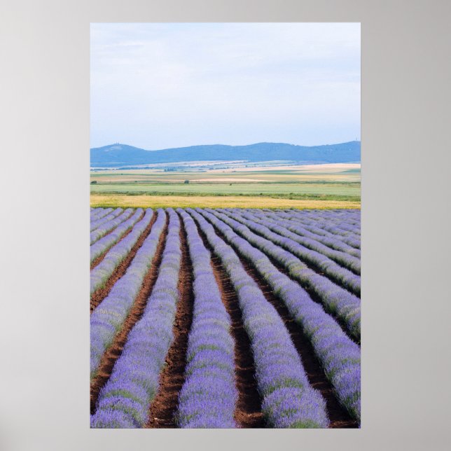 Póster Campos de Lavendar (Frente)