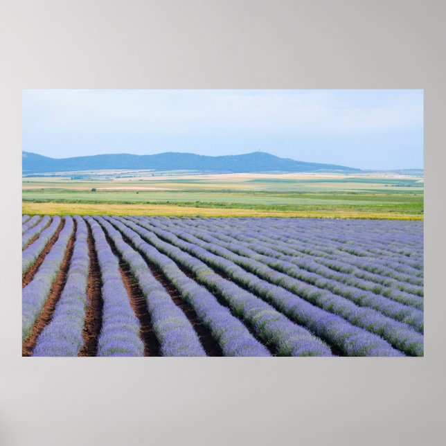 Póster Campos de Lavendar (Frente)