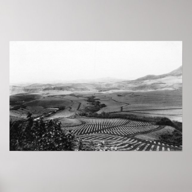 Póster Campos de piña en Hawái. Fotografía en Hawái (Frente)