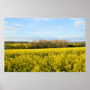 Póster Campos de rapeseed rodean el bosque - Personalizad