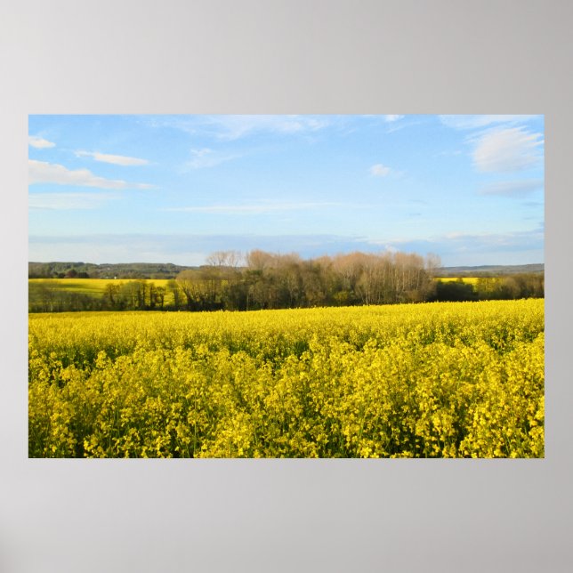 Póster Campos de rapeseed rodean el bosque - Personalizad (Frente)