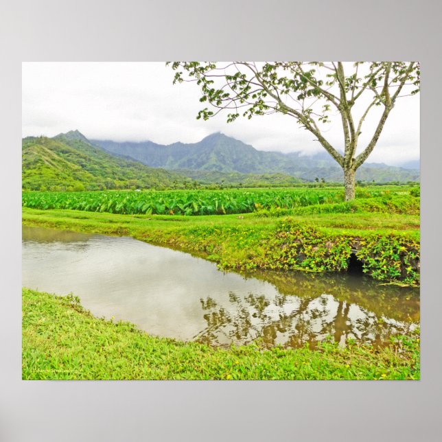 PÓSTER "CAMPOS DE TARO DE CAMINO A HANALEI" (Frente)